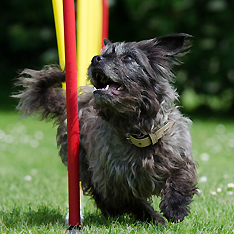 Herzlich willkommen in unserer Hundeschule!