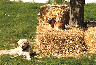 Hundepension und Hundetagesstätte Ahlen-Vorhelm