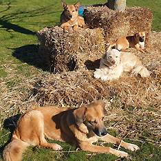 Hundetagesstätte Im Eckey Ahlen