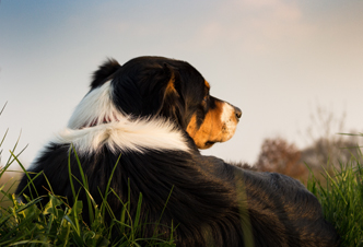 Hundeschule buchen!