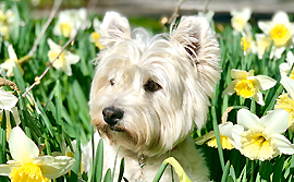 Hundehilfe Hundepension Ahlen Sonja Gerhardt